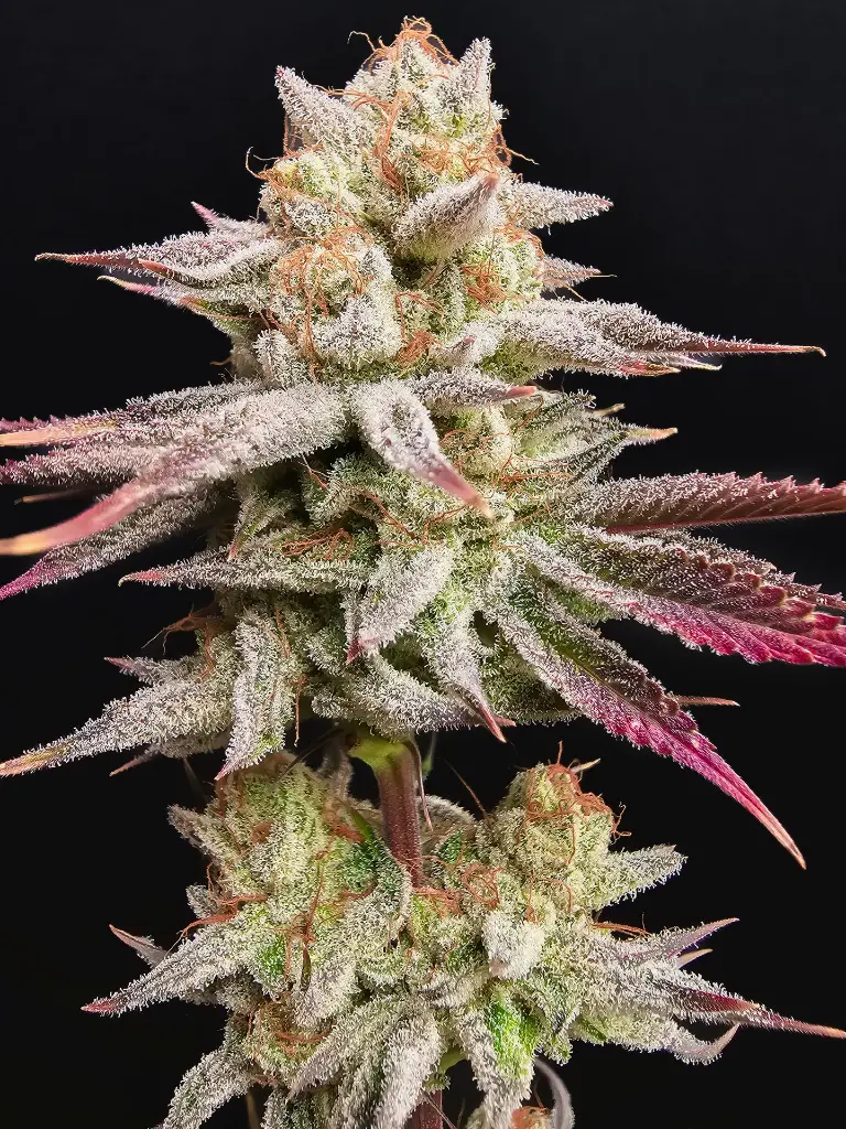 24032024-20240324_175615 (1).webp