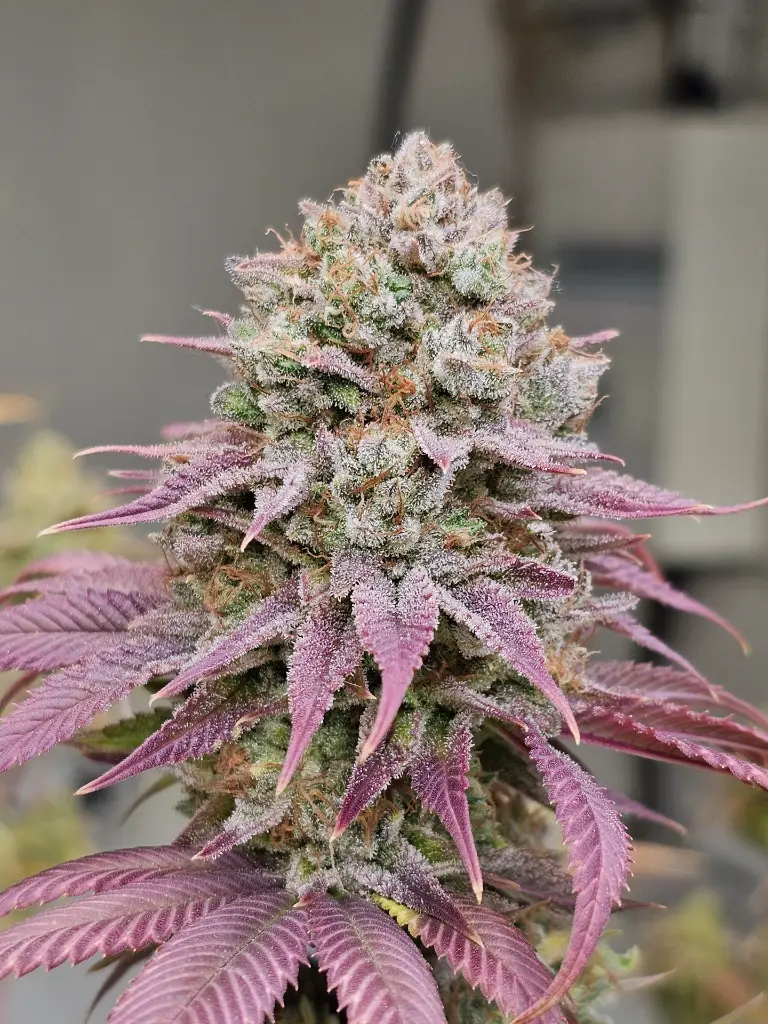 20240320_210353 (1).webp