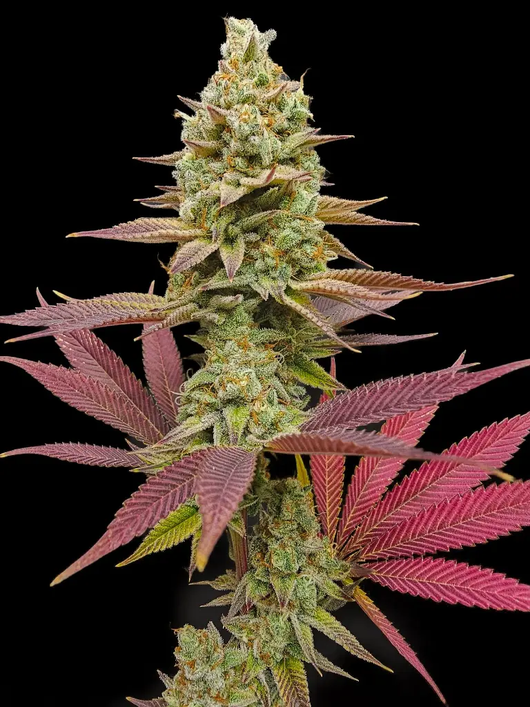 signal-2024-07-21-10-58-26-506 (2).webp