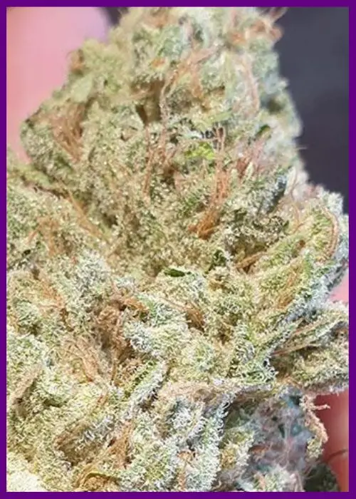 Frozen-cherry-4-1.webp