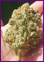 Frozen-cherry-4-1.webp