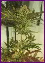 Frozen-cherry-4-1.webp