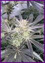 Frozen-cherry-4-1.webp