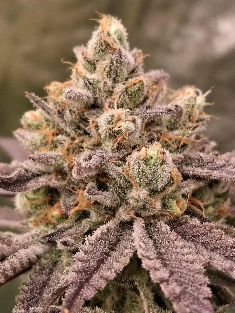 IMG_20250725_135601_247 (1).webp